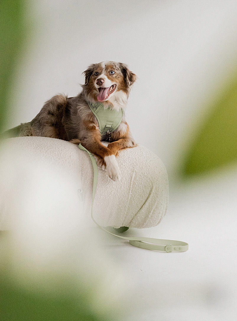 Peachy Dogs: Le harnais filet et nylon classique Vert