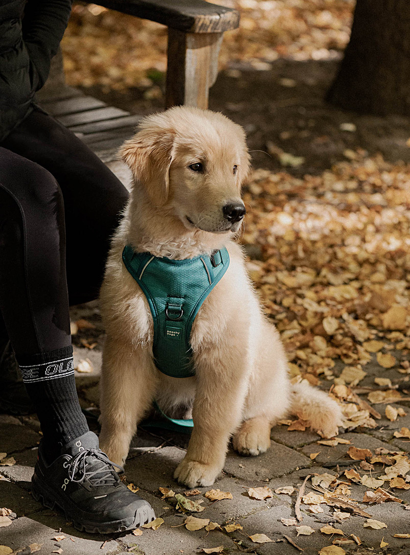 Peachy Dogs: Le harnais filet et nylon classique Sarcelle-turquoise-aqua