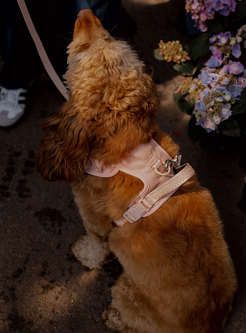 Peachy Dogs: Le harnais filet et nylon classique Vieux rose