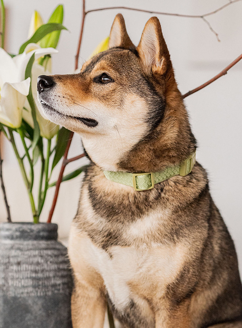 Peachy Dogs: Le collier pour chien nylon Daily Vert