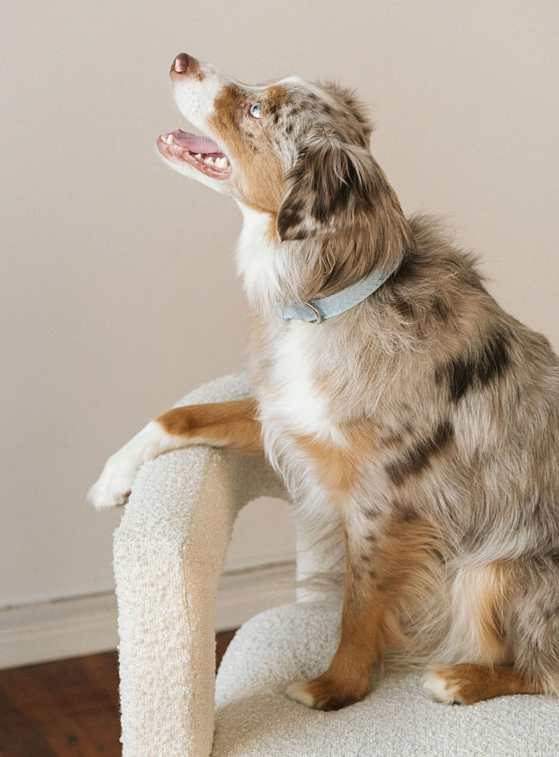 Peachy Dogs: Le collier pour chien nylon Daily Bleu pâle