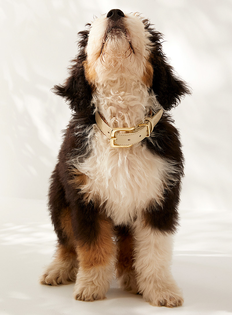 Le Dog Company: Le collier pour chien en cuir Ivoire blanc os
