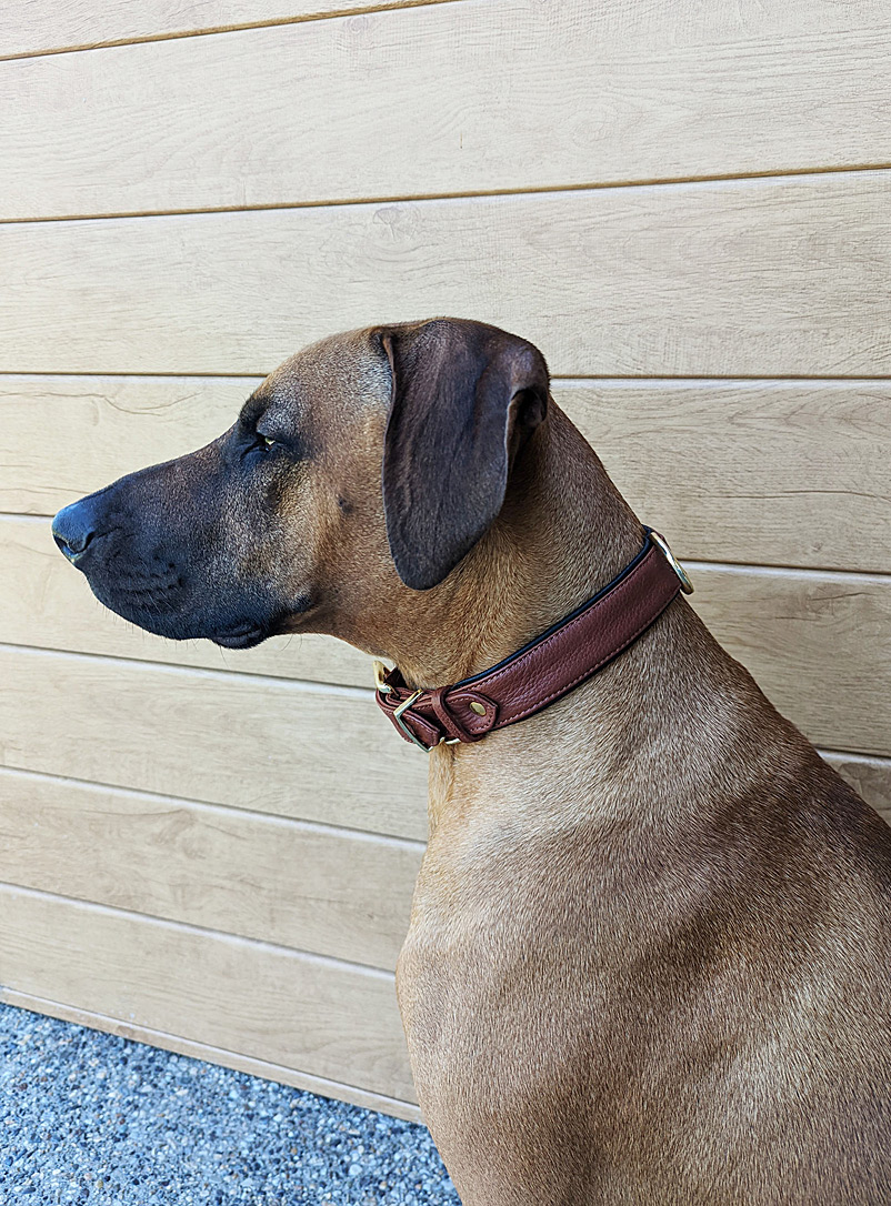 Le Dog Company Brown Leather dog collar