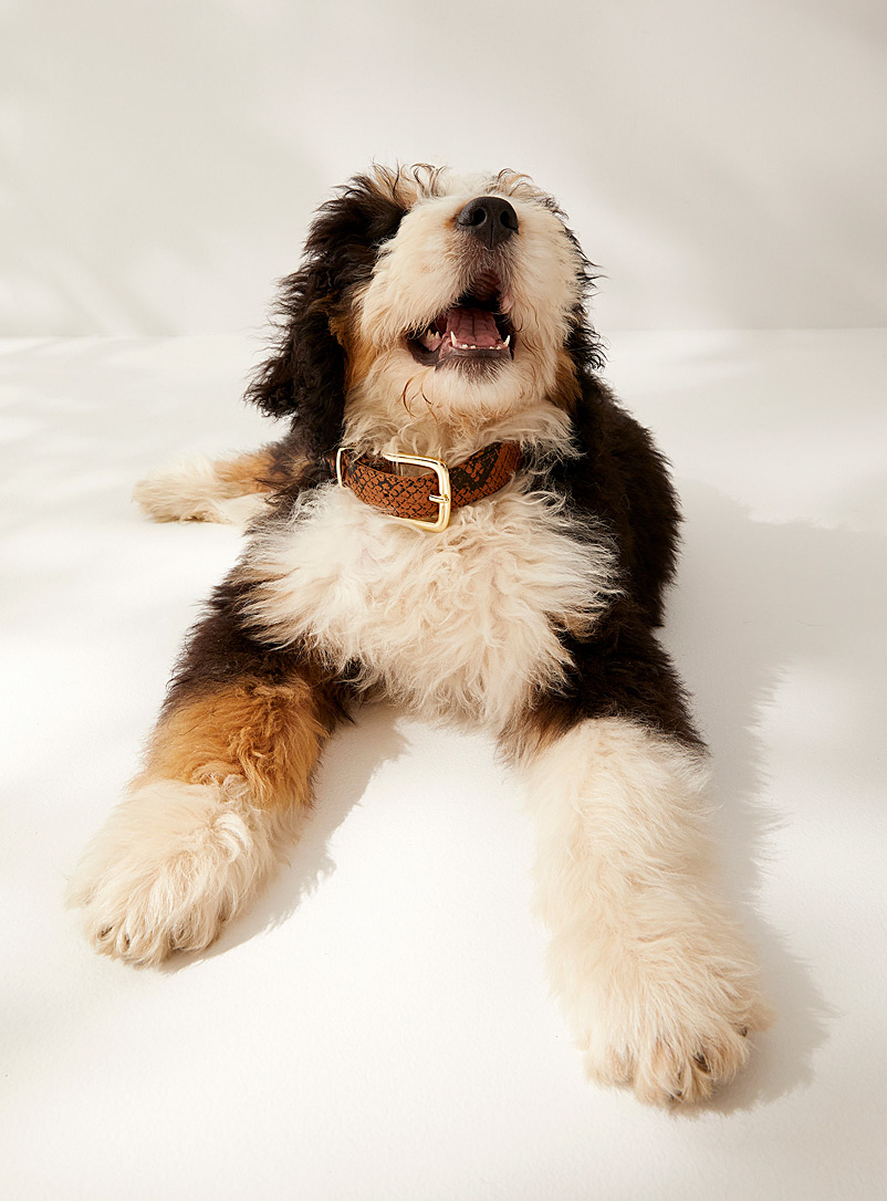 Le Dog Company: Le collier pour chien en cuir Brun à motifs