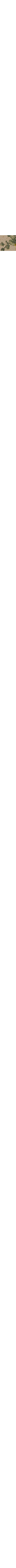 Écru à motifs
