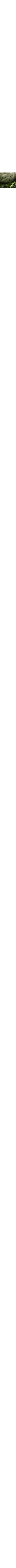 Blanc cassé