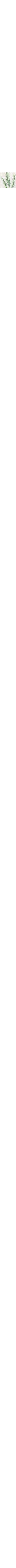 Blanc cassé