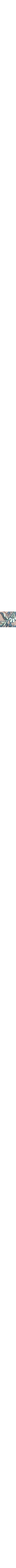 Sarcelle