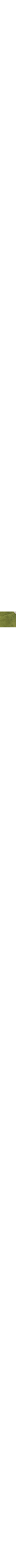 Vert à motifs