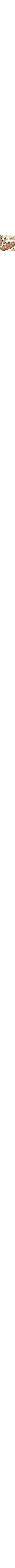 Patterned Ecru