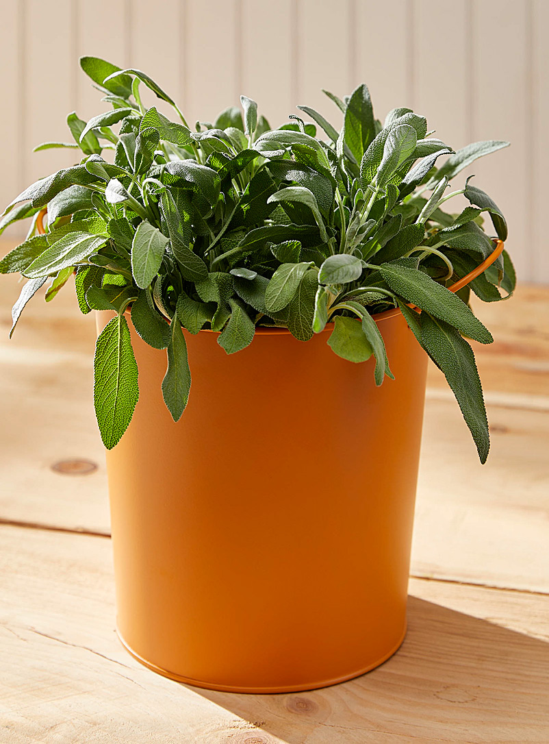 Simons Maison Tangerine Metal planter with handles 7 in