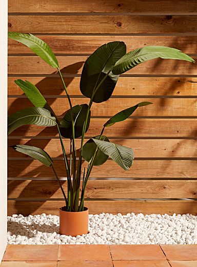 La plante verte imitation oiseau du paradis