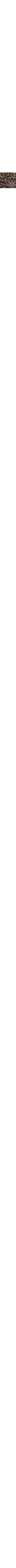 Blanc cassé