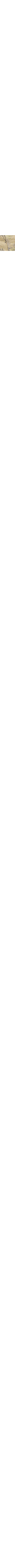 Patterned Ecru