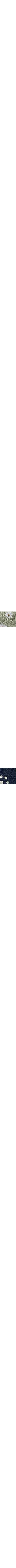 Patterned Blue