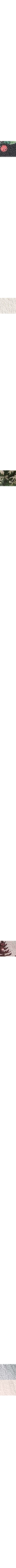 Noir à motifs