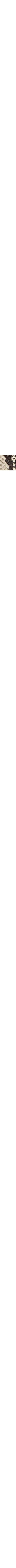 Brun à motifs