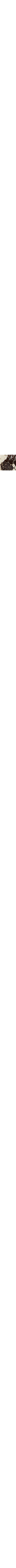 Brun à motifs