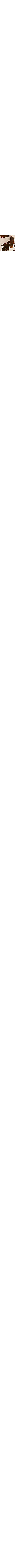 Patterned Ecru