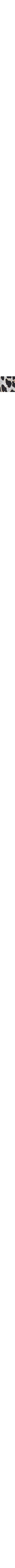 Léopard