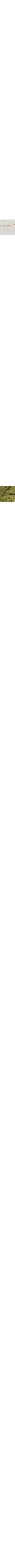 Écru - Lin