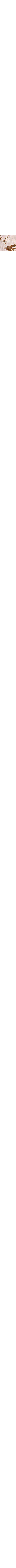 Écru à motifs