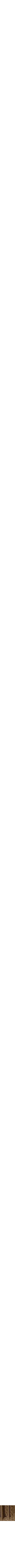 Assorti
