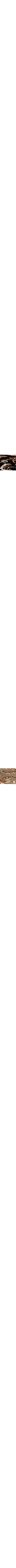 Patterned Brown