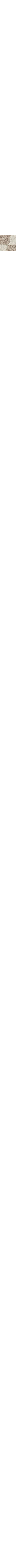 Patterned Ecru