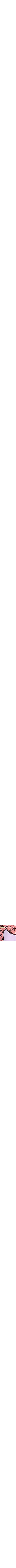 Pourpre à motifs