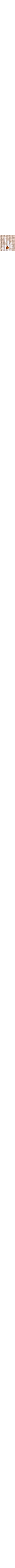 Patterned Ecru