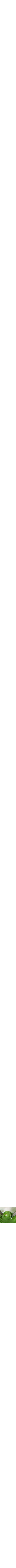 Assorti