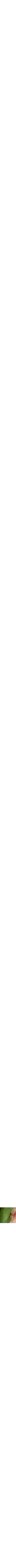 Assorti