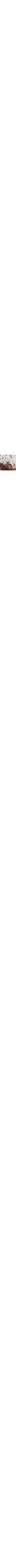 Brun à motifs