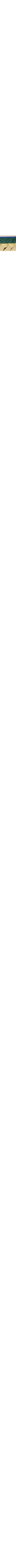 Patterned Ecru