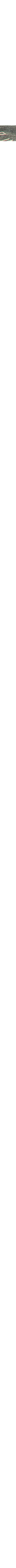 Gris à motifs