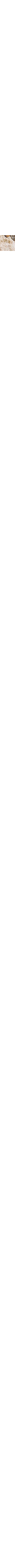 Patterned Ecru