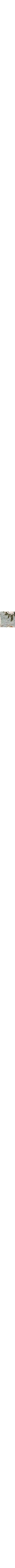Vert à motifs