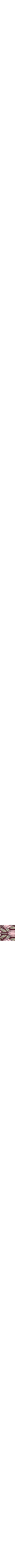 Pourpre à motifs