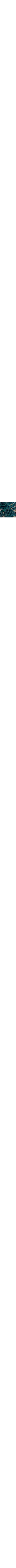 Sarcelle