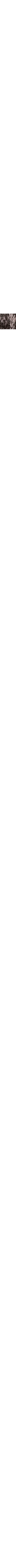Charcoal Brown