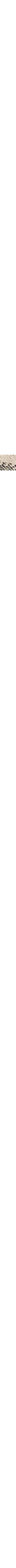 Brun à motifs