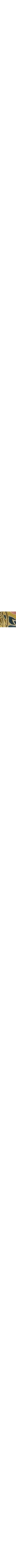 Vert à motifs