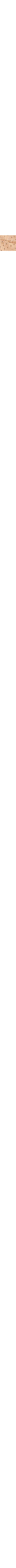 Patterned Ecru