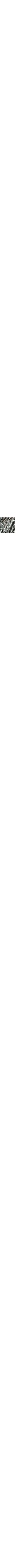 Vert pâle