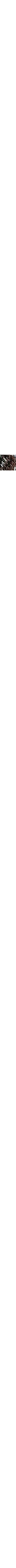 Brun à motifs