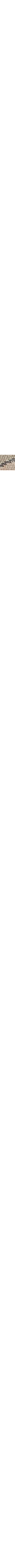 Brun à motifs