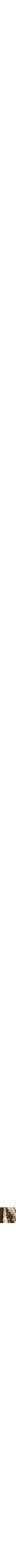Assorti