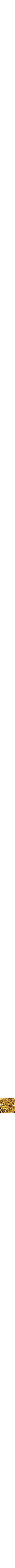 Jaune doré