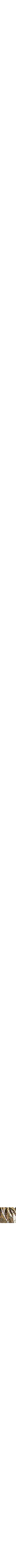 Doré